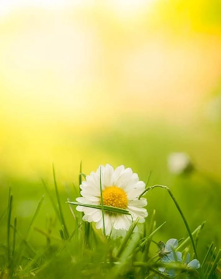 daisy magnatura